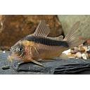 corydoras rabauti 2.8-3cm