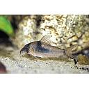 corydoras septentrionalis 3cm