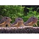corydoras sterbai 3cm
