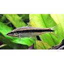 crossocheilus siamensis 5cm