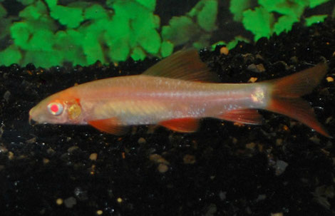 epalzeorhynchos frenatus albino 4-5cm