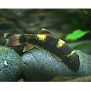 garra flavatra - panda garra 2.5-3cm