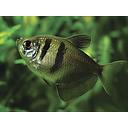 gymnocorymbus ternetzi (black tetra) 4cm