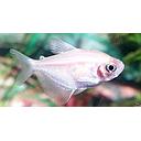 gymnocorymbus ternetzi (white tetra) 3-3.5cm