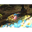 gyrinocheilus aemonieri gold/black 4-4.5cm