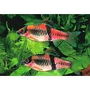 haludaria fasciatus 2.5-3cm