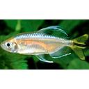 hemigrammopetersius caudalis 4cm