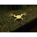 hymenochirus gold 2.2-2.5cm (body)