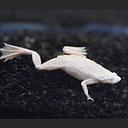 hymenochirus platinum 2.2-2.5cm (body)