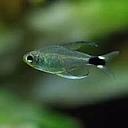 hyphessobrycon loweae 2-2.5cm