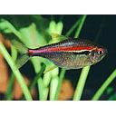 hyphressobrycon amapaensis 2.5-3cm