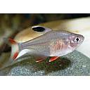 hyphressobrycon bentosi ornatus 3cm