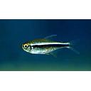 hyphressobrycon herbertaxelrodi - neon black 2.5-3cm