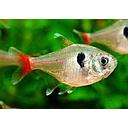 hyphressobrycon rosaceus 2.5-2.8cm