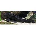hypostomus plecostomus 5cm