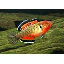 hypseleotris compressa 3.5-4cm