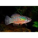 jordanella floridae 4cm