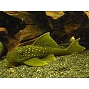 L200 hemiancistrus subviridis - green pleco 8-10cm