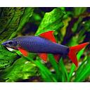 labeo epalzeorhynchus munensis 5cm