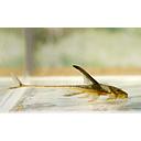 lamontichthys llhanero 6-7cm