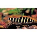 leporinus affinis 3-3.5cm