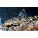 loricaria filamentosa 4.5-5.5cm