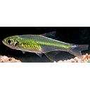 microrasbora kubotai 1.8-2cm