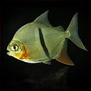 myleus schomburgkii 3-3.5cm