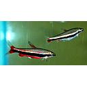 nannostomus beckfordi 2.5cm