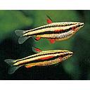 nannostomus marginatus 2.5-3cm