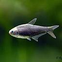 nematobrycon palmeri black 2.8cm