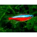 paracheirodon axelrodi cardinalis 2.3-2.5cm