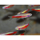 paracheirodon axelrodi cardinalis gold 2.5-2.8cm