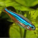 paracheirodon simulans - neon green 1.8-2cm