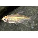 phenacogrammus interruptus albino 3cm