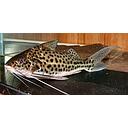 pimelodella albofasciatus 8-9cm