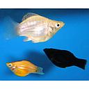 poecilia latipinna - mollienesia velifera balloon colour mix 3.5cm