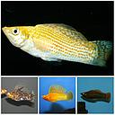 poecilia latipinna - mollienesia velifera colour mix 4.5-5.5cm