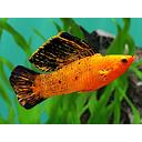 poecilia latipinna - mollienesia velifera dalmation red 4.5-5.5cm