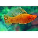 poecilia latipinna - mollienesia velifera gold 4-5cm