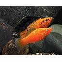 poecilia latipinna - mollienesia velifera golden dust 5cm