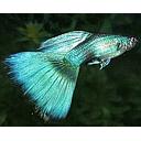 poecilia reticulata - guppy breeding group green moscow 3cm pst