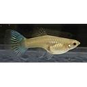 poecilia reticulata - guppy female blue green 3cm