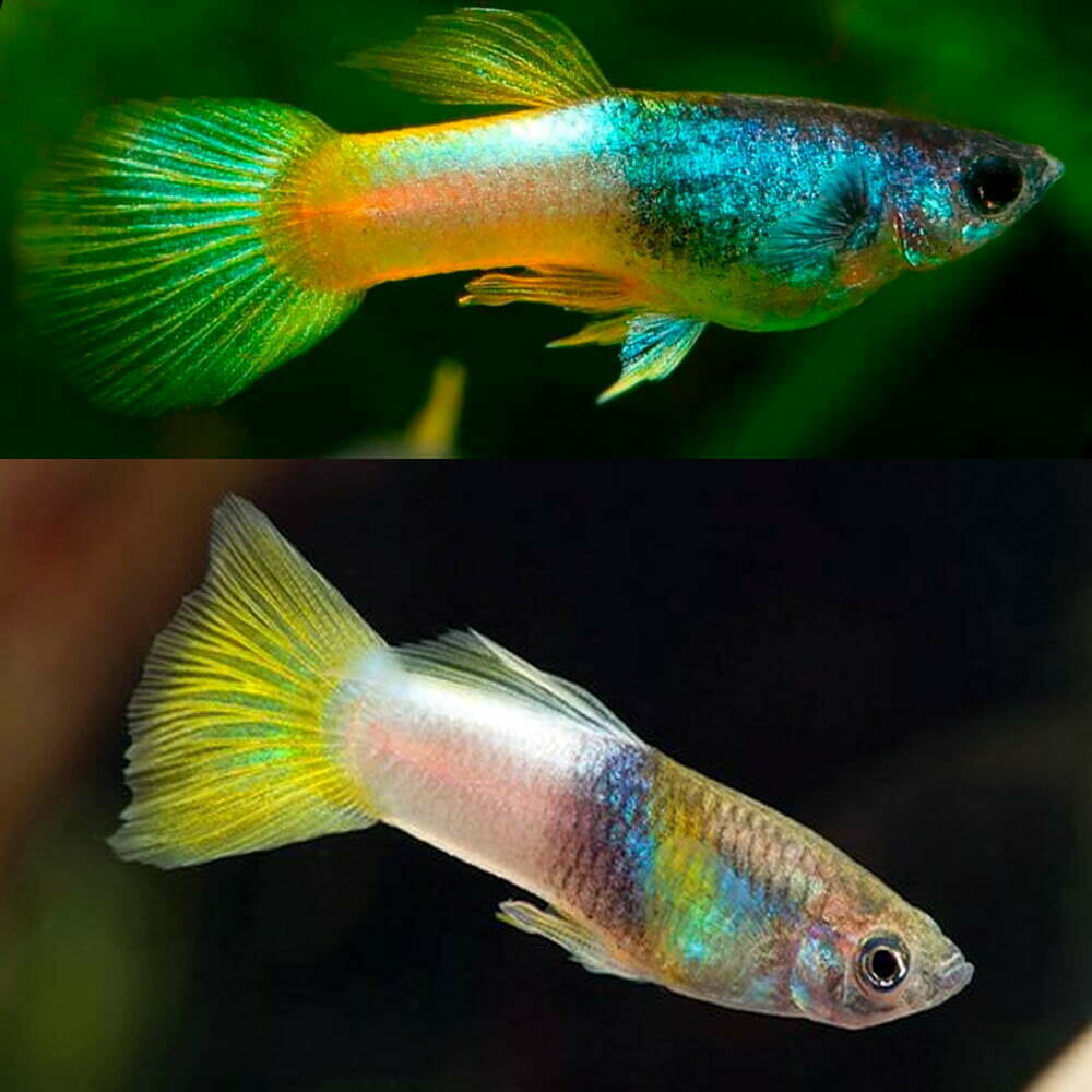 poecilia reticulata - guppy female bumble bee 3cm