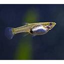 poecilia reticulata - guppy female red endler 2.5-2.7cm