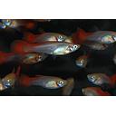 poecilia reticulata - guppy female red sapphire 3cm