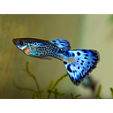 poecilia reticulata - guppy male blue cobra 3cm