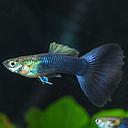 poecilia reticulata - guppy male blue dark 2.5-2.7cm