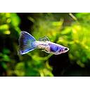 poecilia reticulata - guppy male blue sapphire 3cm