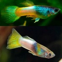 poecilia reticulata - guppy male bumble bee 3cm